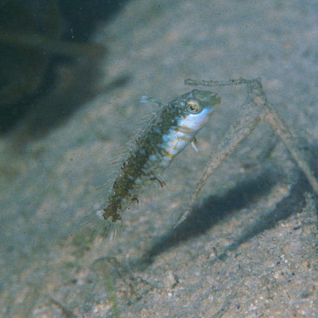 Cymolutes torquatus